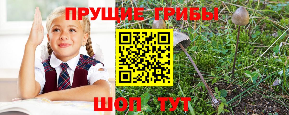 Галлюциногенные грибы Psilocybine cubensis Югорск